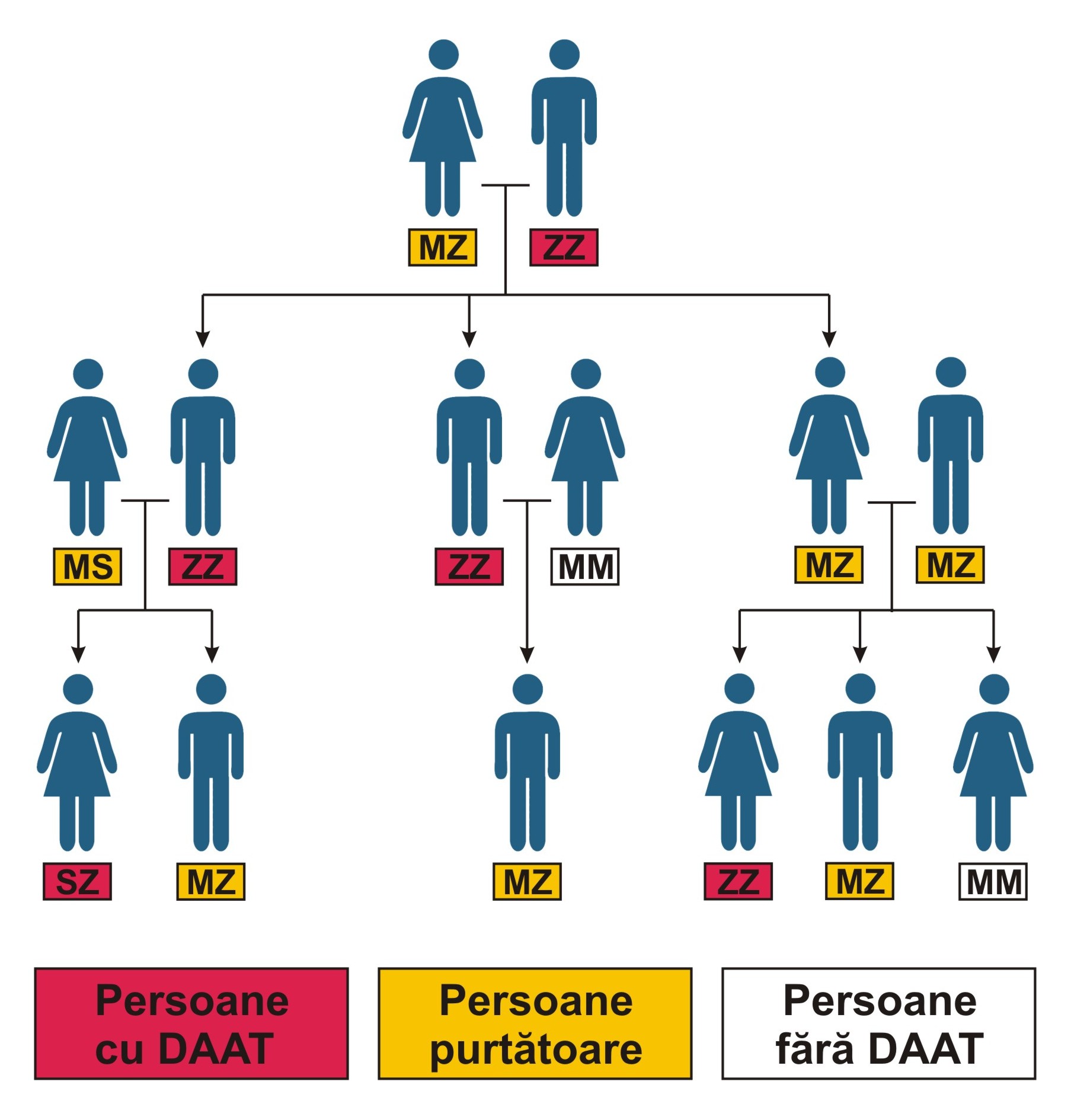 Cine trebuie testat în familie